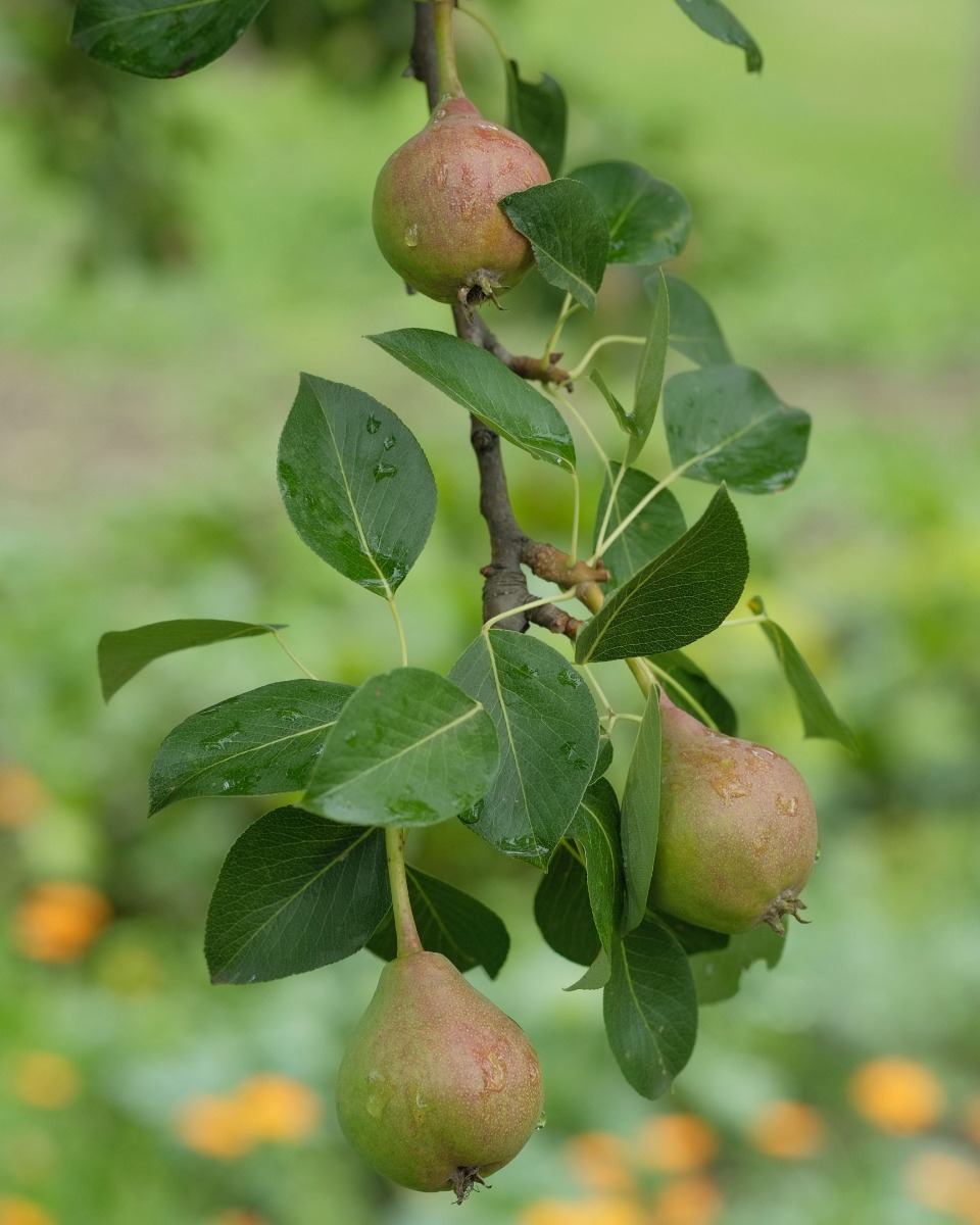 Perenboom onderhouden