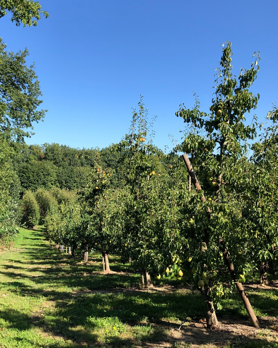 Perenboom planten