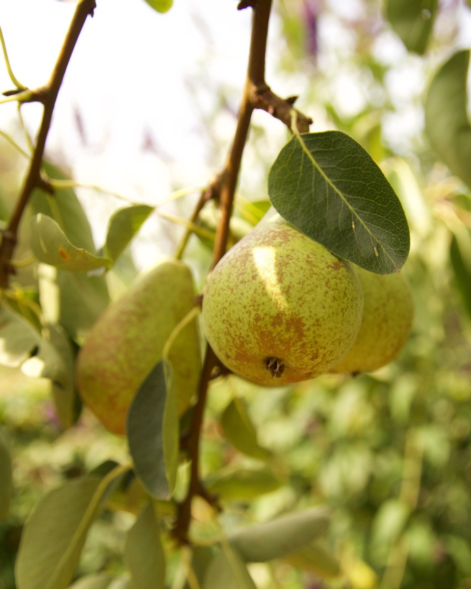 Voeding voor de Perenboom