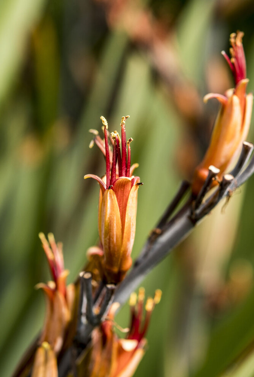 Phormium bloem