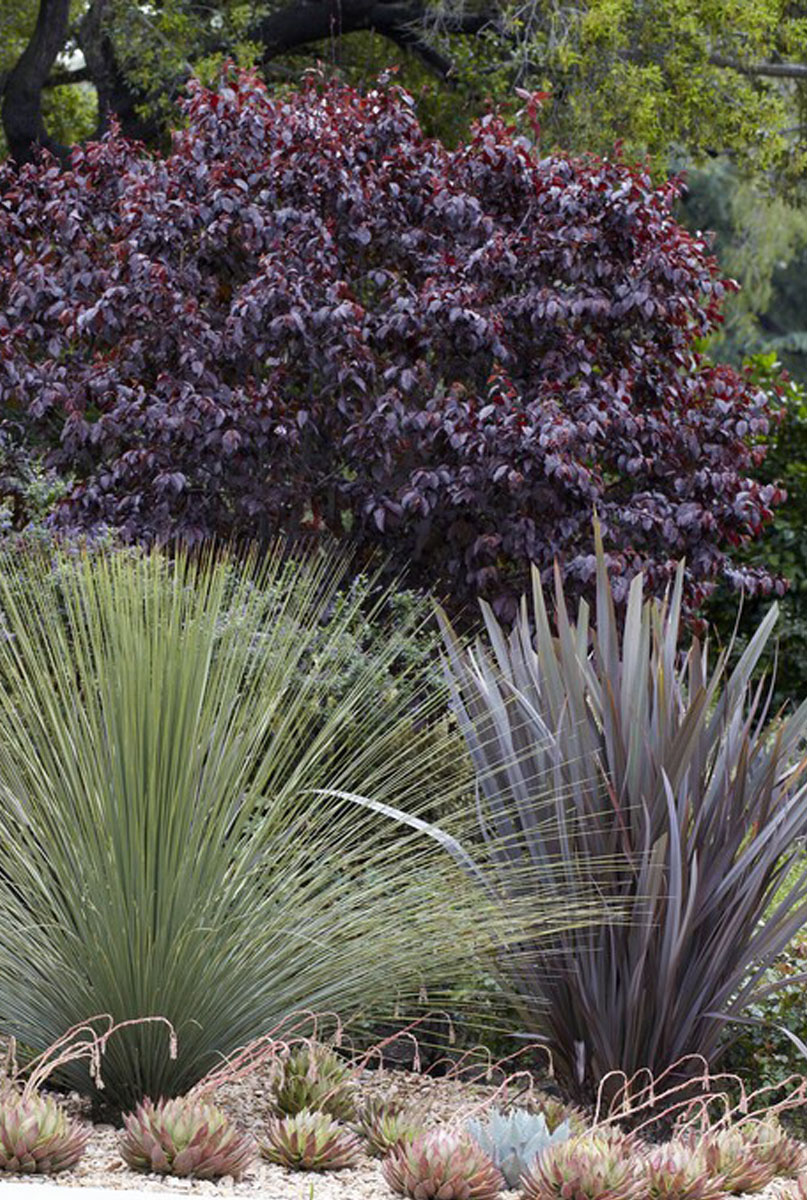 Phormium planten