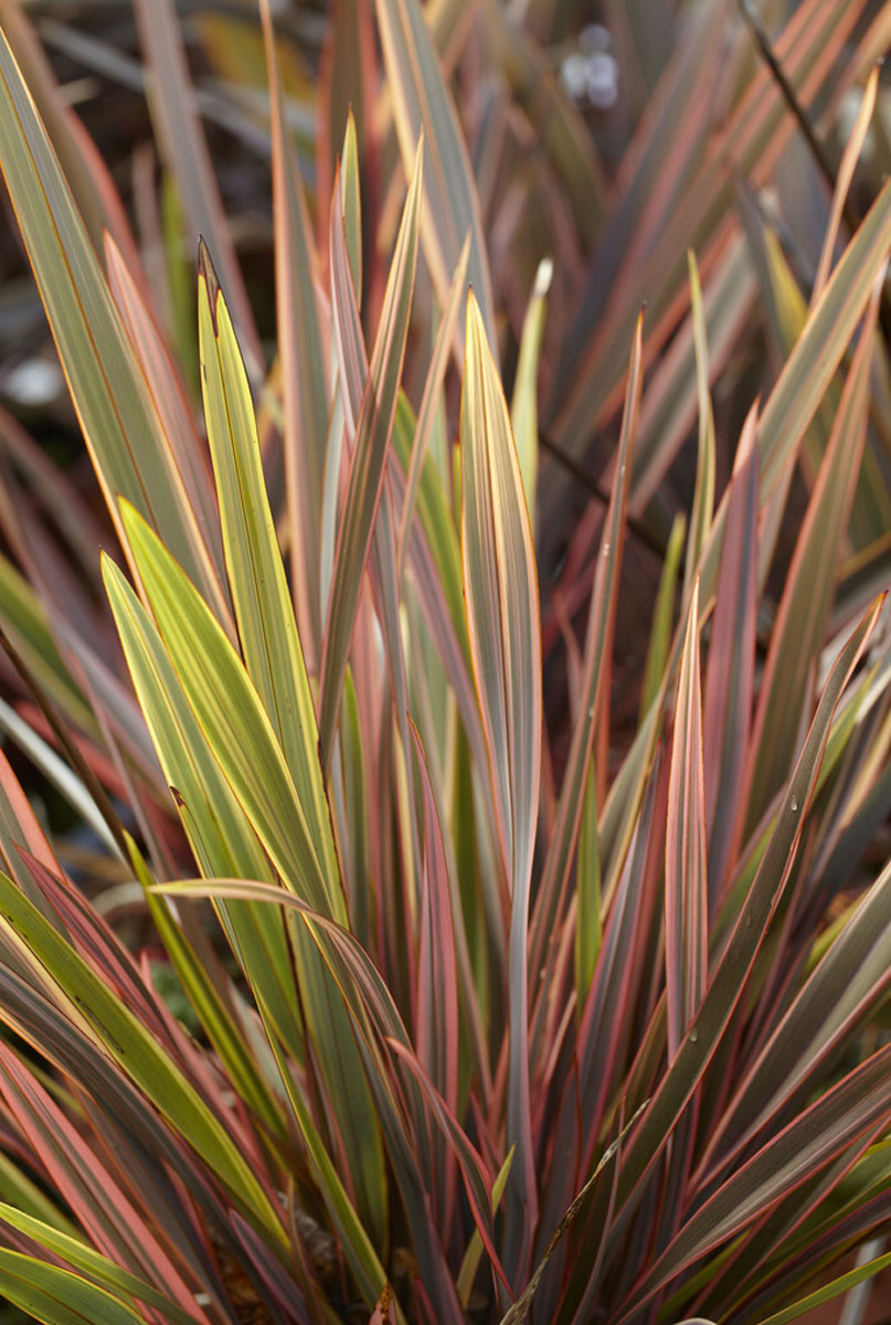 Phormium standplaats 