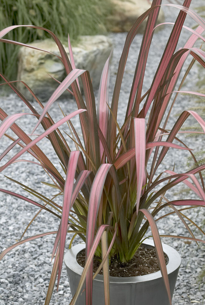 Phormium water geven