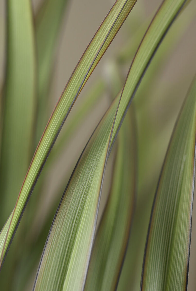 Phormium onderhouden