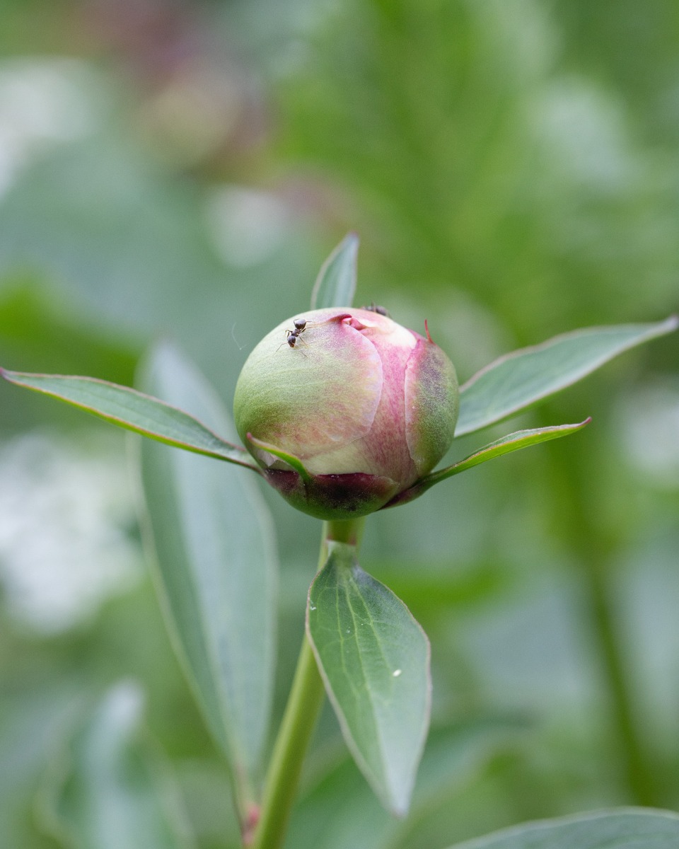 Pioenroos planten