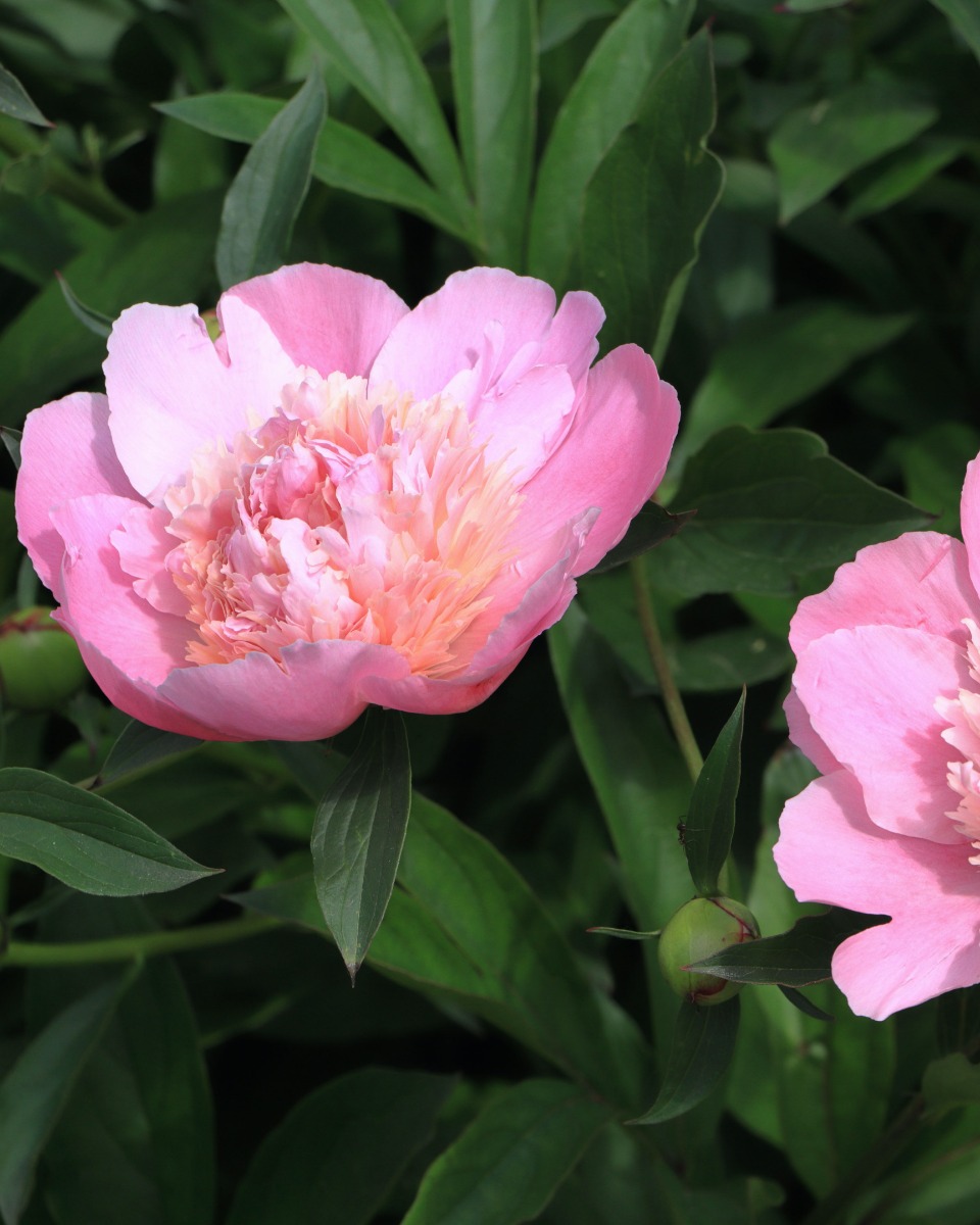 Pioenroos Paeonia