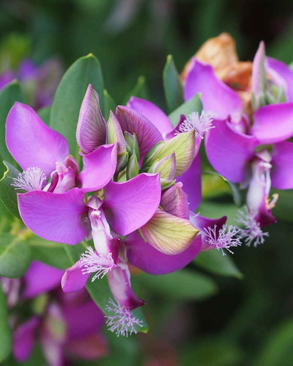 Polygala bloem