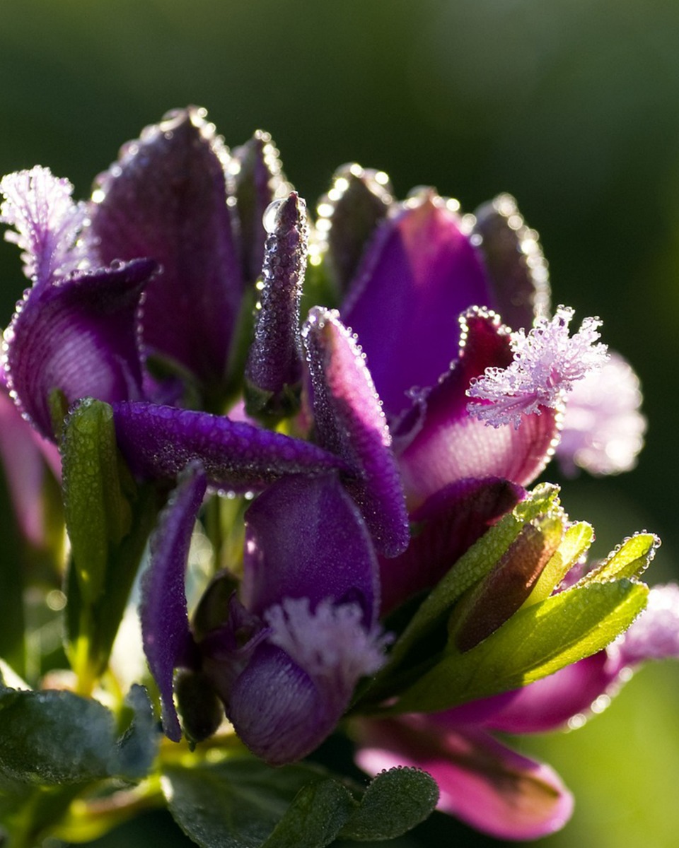 Polygala water geven