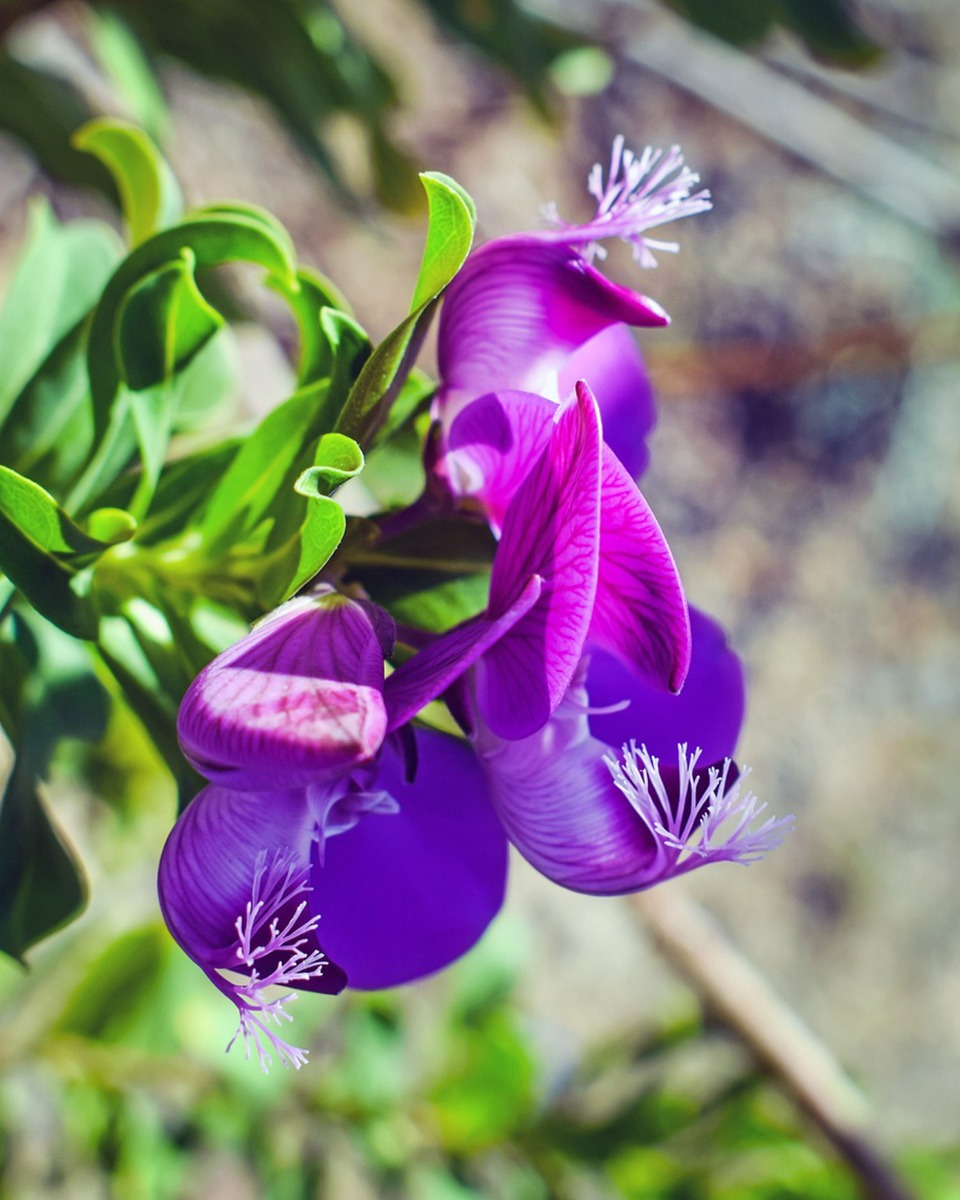 Polygala onderhouden