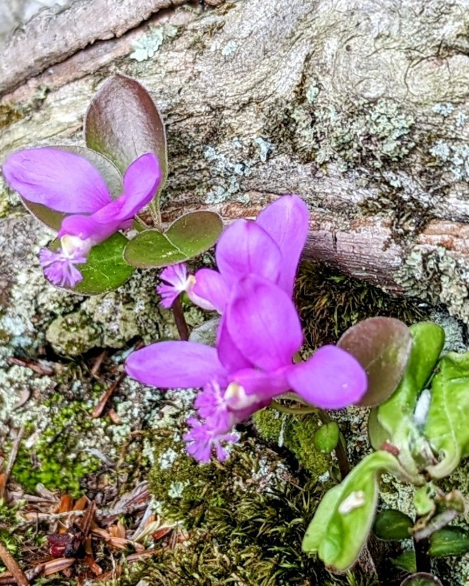 Polygala planten