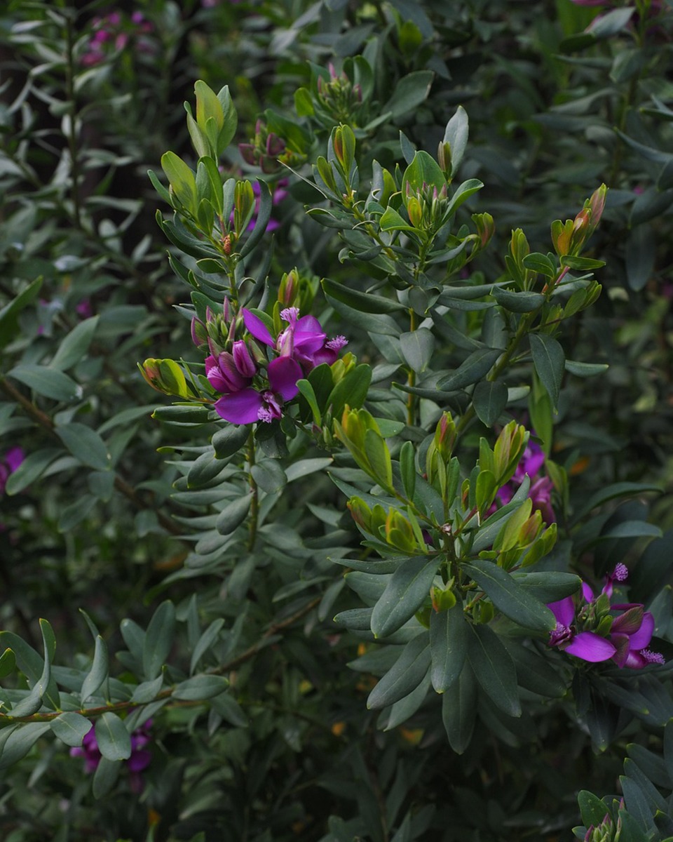 Polygala standplaats