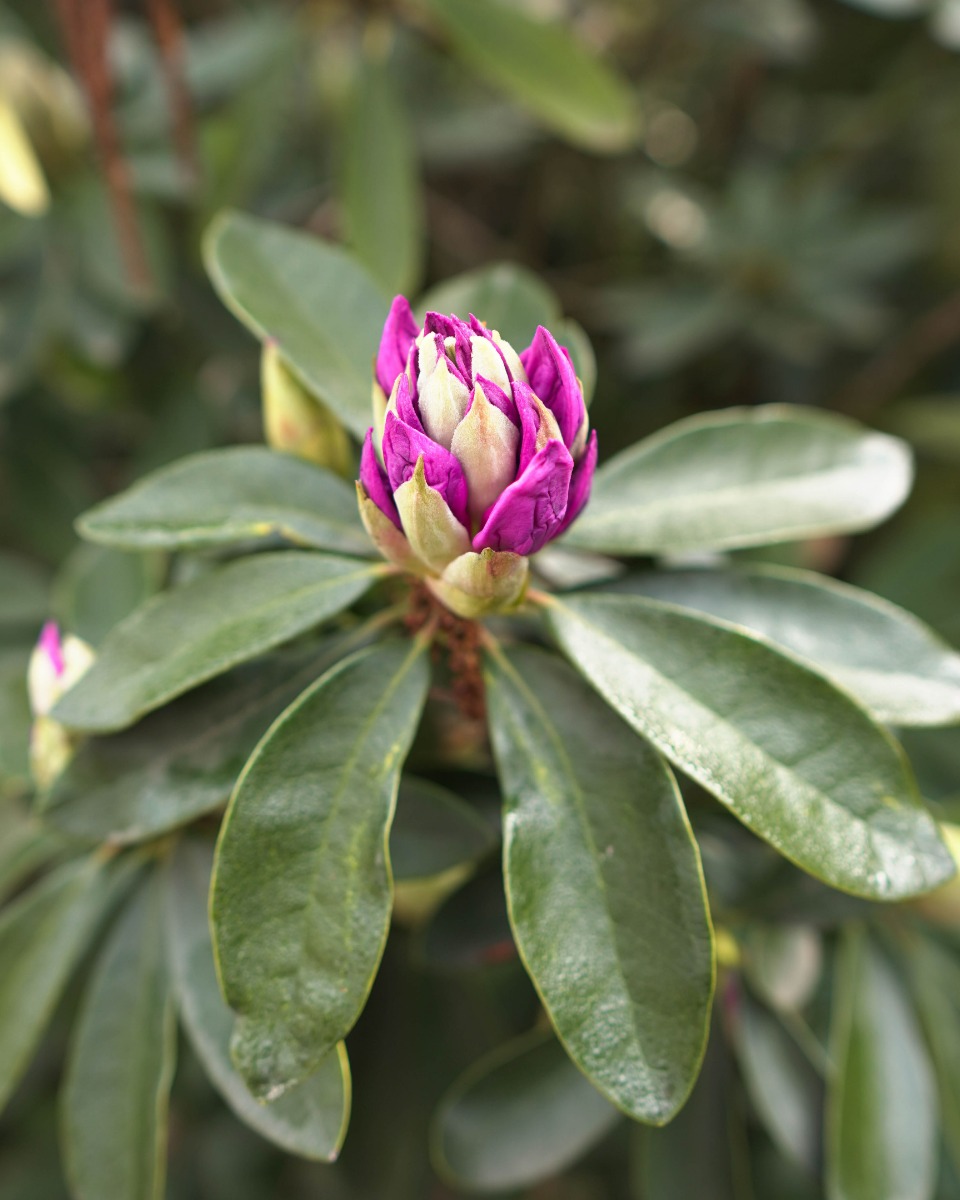 Rhododendron bloem