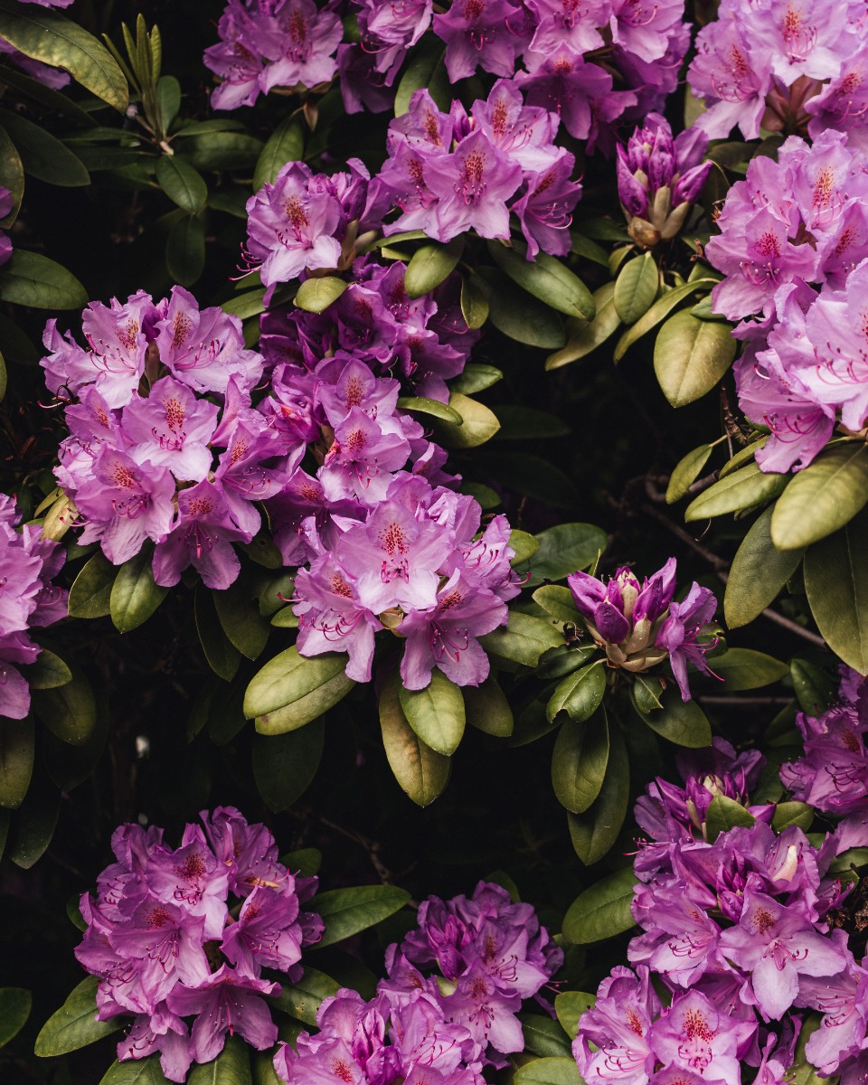 Rhododendron water geven