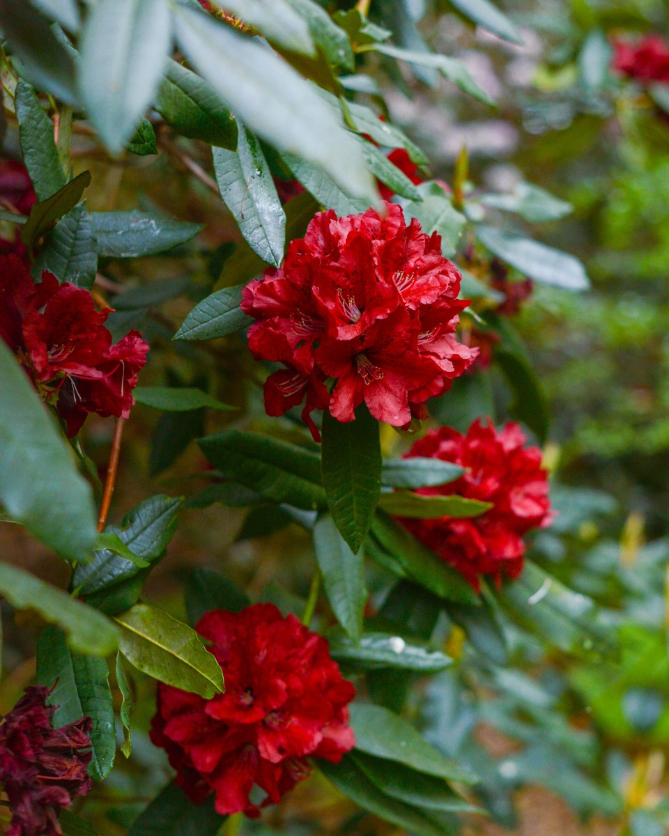 Rhododendron onderhouden