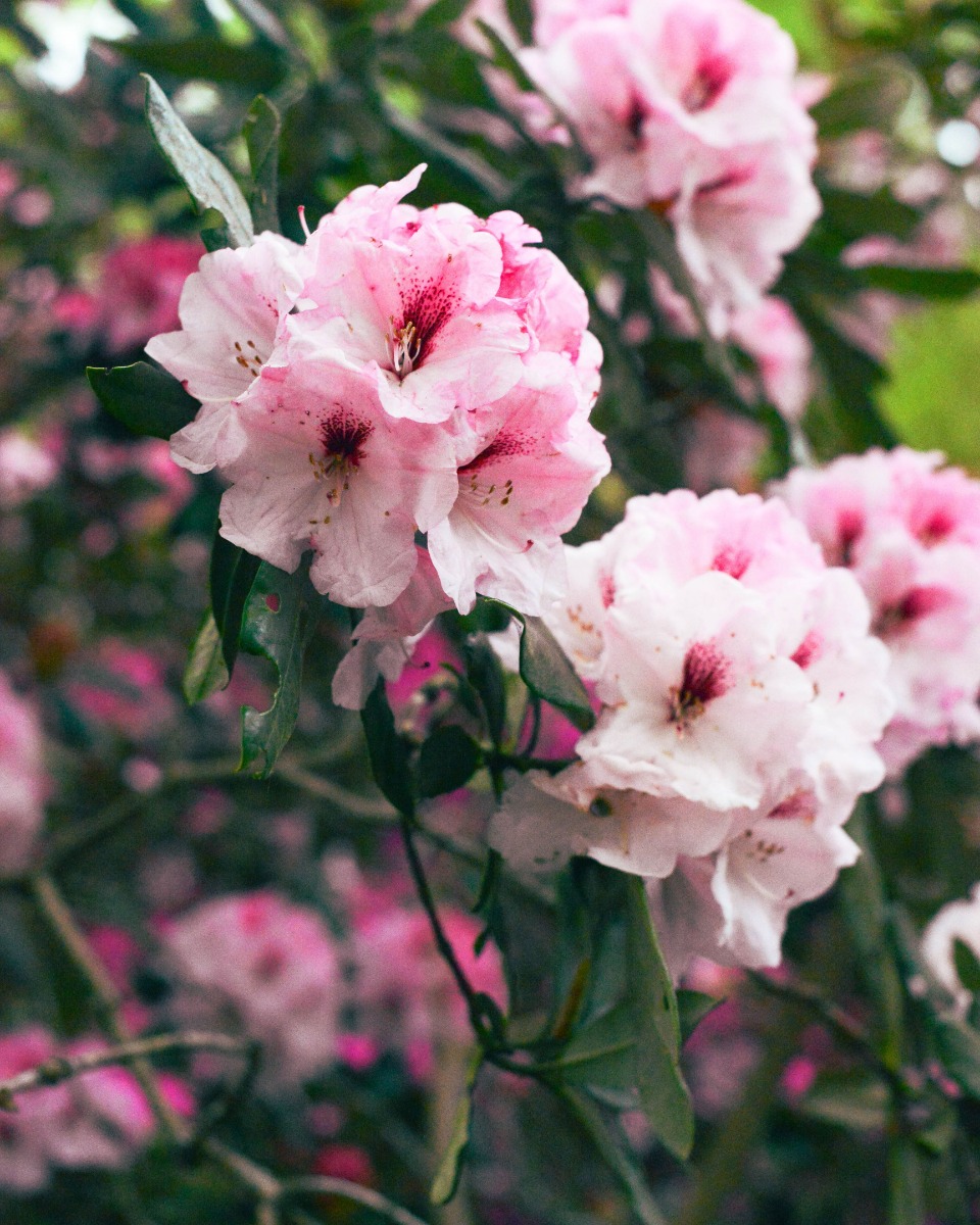 Rhododendron planten