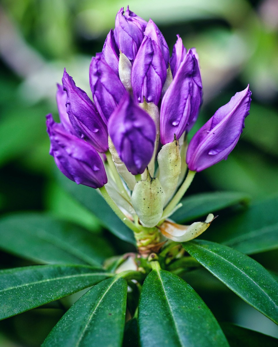 Voeding voor de Rhododendron 