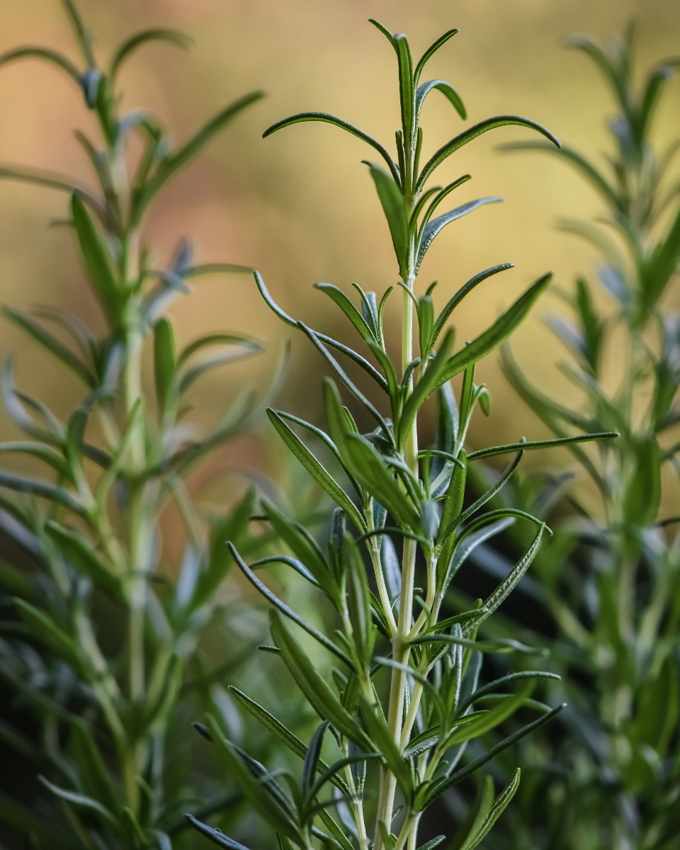 huurling Bachelor opleiding Snoep Rozemarijn verzorging tips & informatie - 123planten.nl