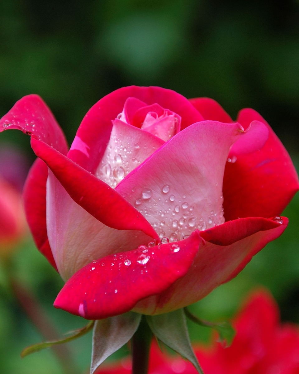 Roos bloem