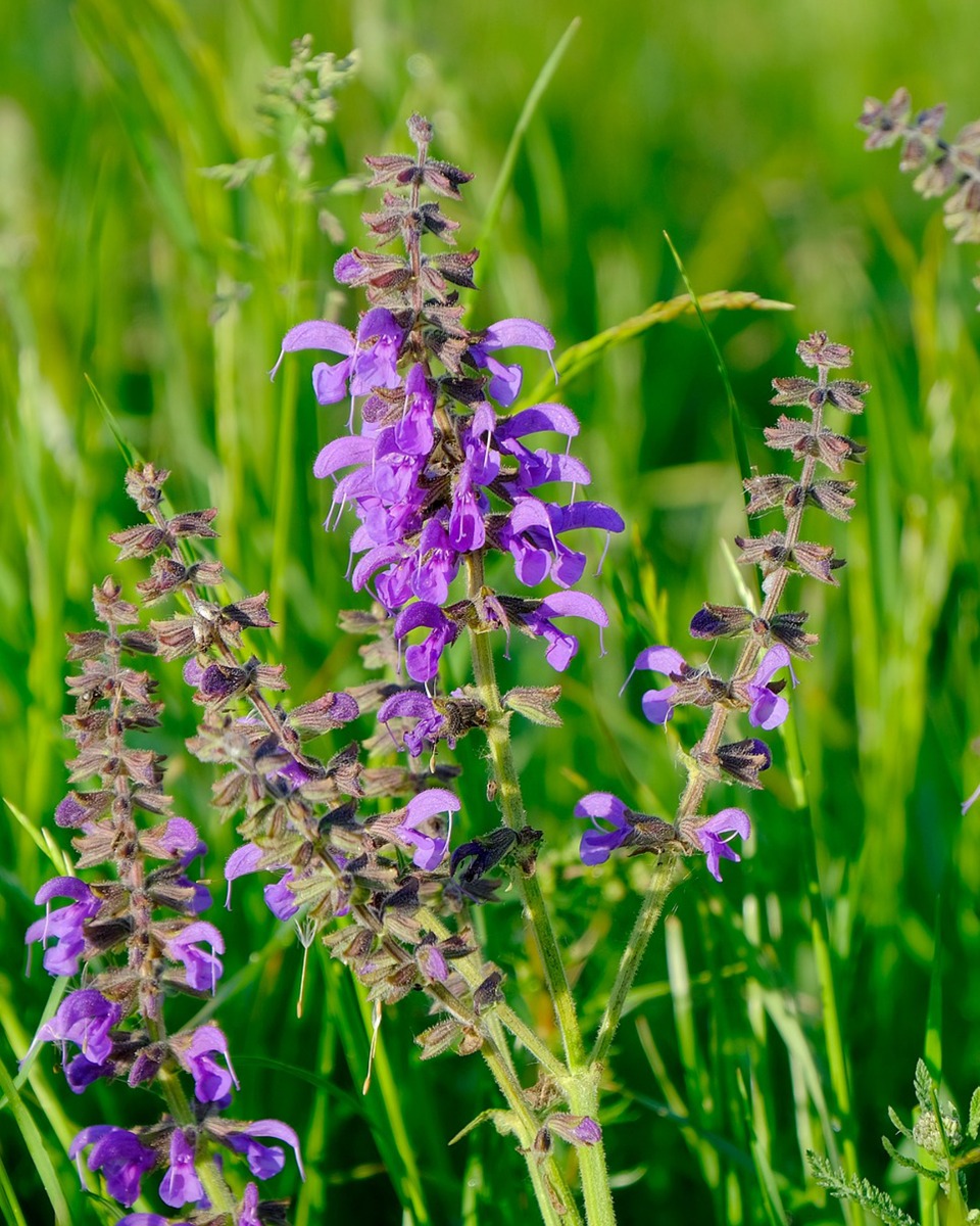 Salie Salvia officinalis