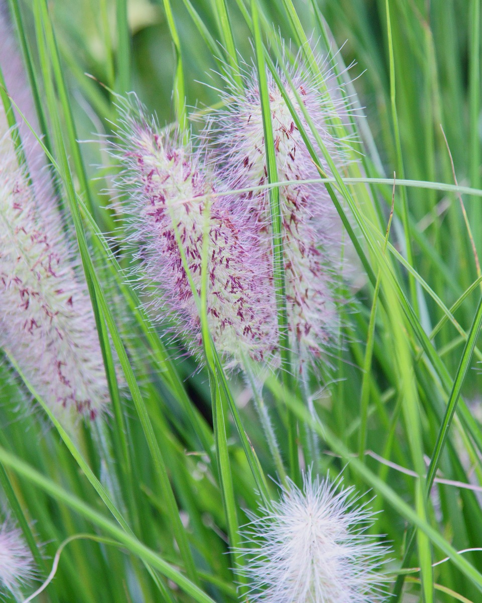 Siergras bloem