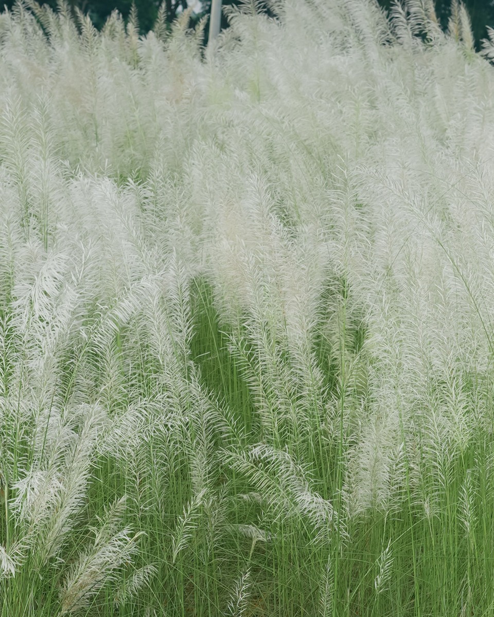 Siergras planten