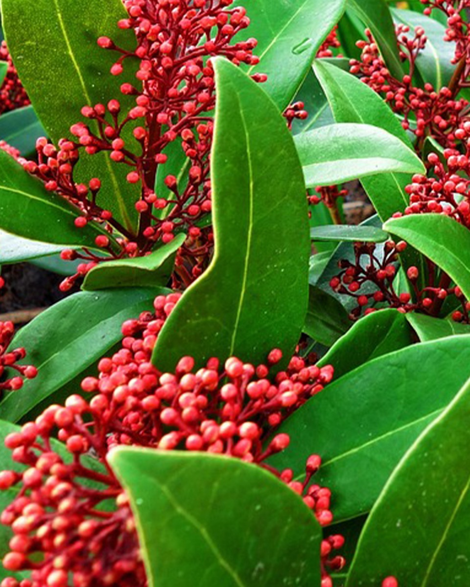 Skimmia standplaats