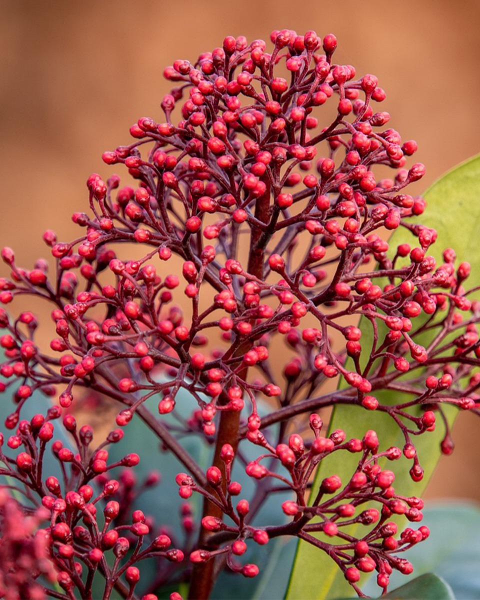 Skimmia water geven