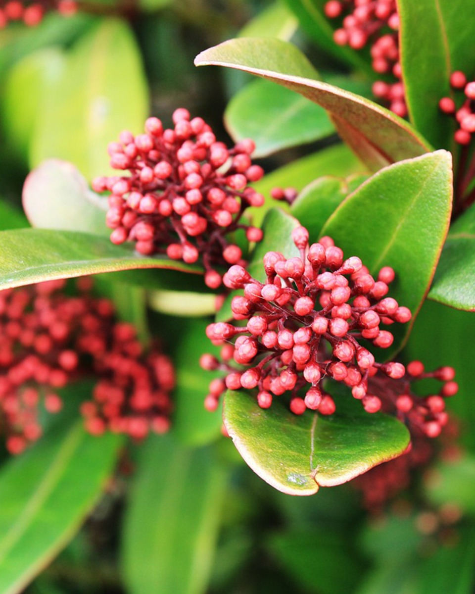 Skimmia onderhouden