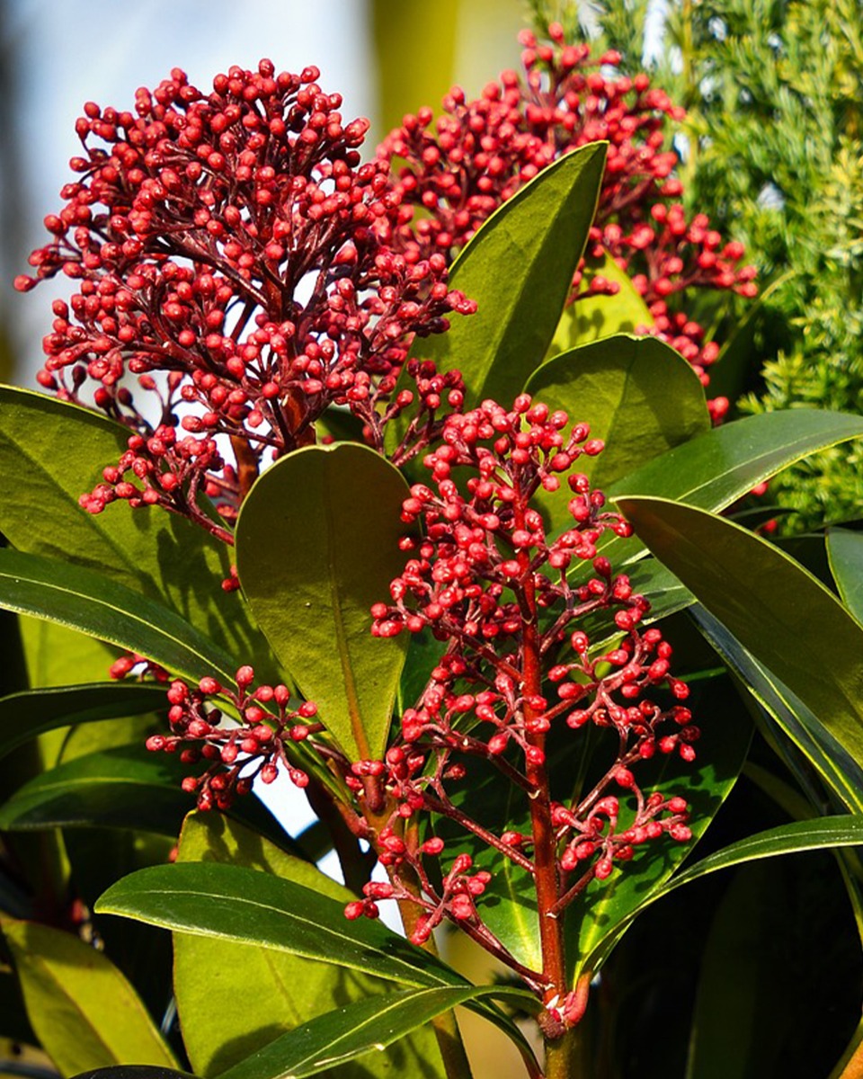 Wanneer skimmia planten