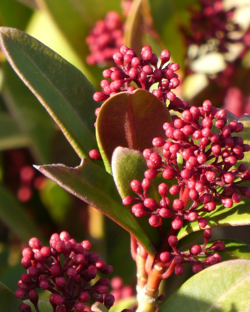 Voeding voor de Skimmia