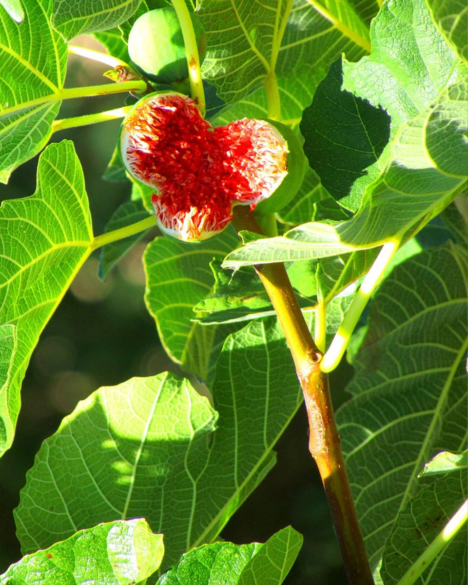 Voeding voor de Vijgenboom 