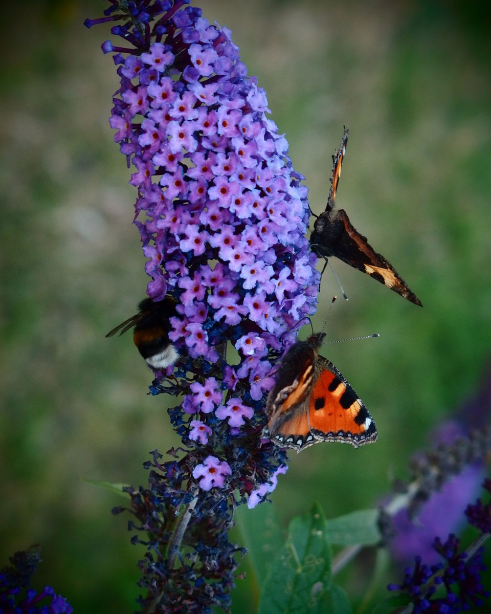 Vlinderstruik bloem