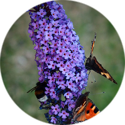 Vlinderplant kopen kopen
