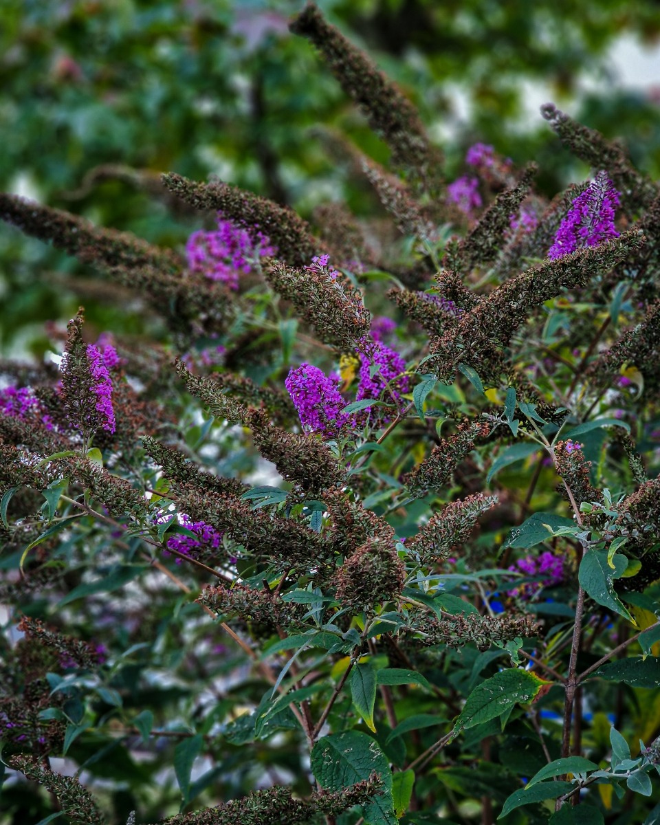 Vlinderstruik planten