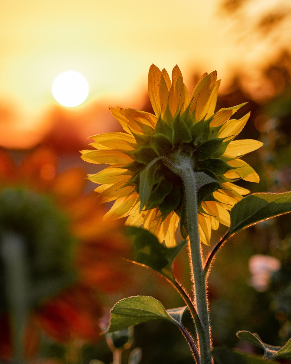 Zonnebloem planten