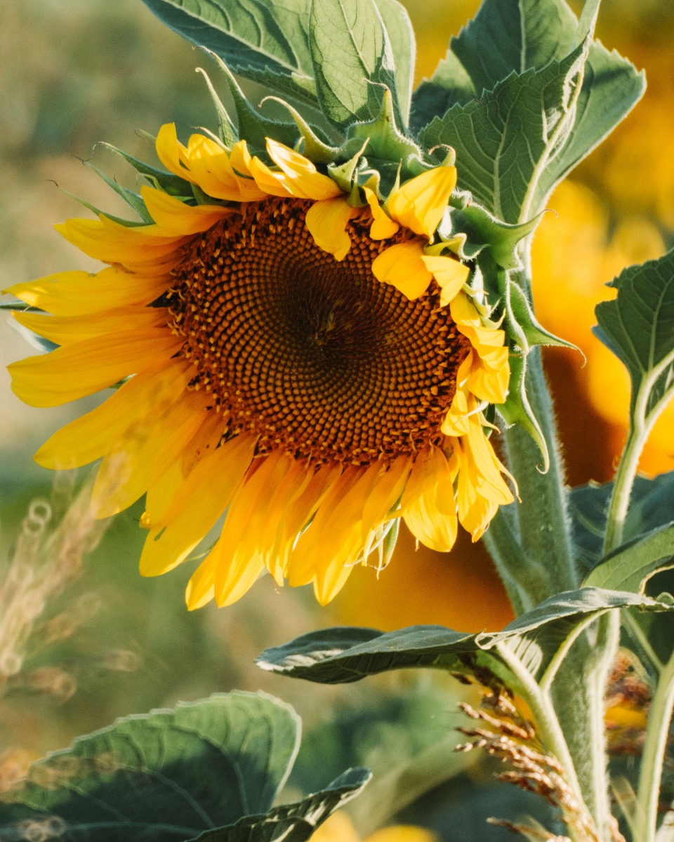 Voeding voor de Zonnebloem