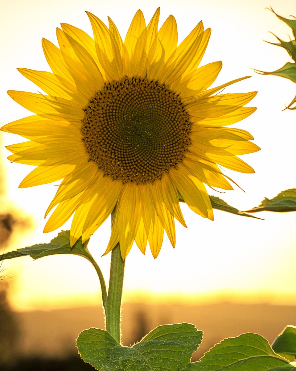 Zonnebloem Helianthus