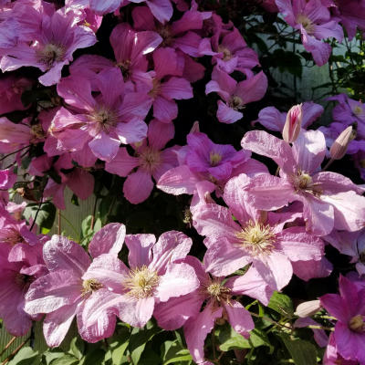Roze en rode tuinplanten