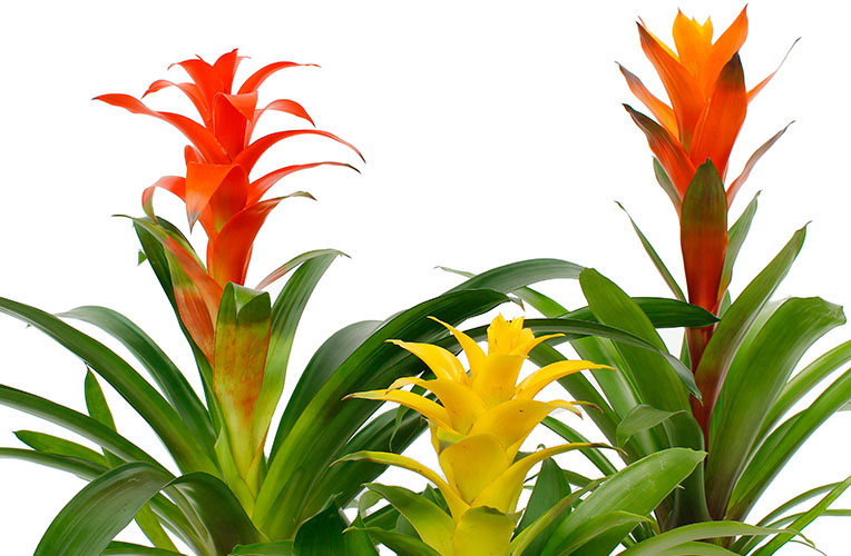 Harde ring Kust Discipline Bromelia verzorging tips & informatie - 123planten.nl