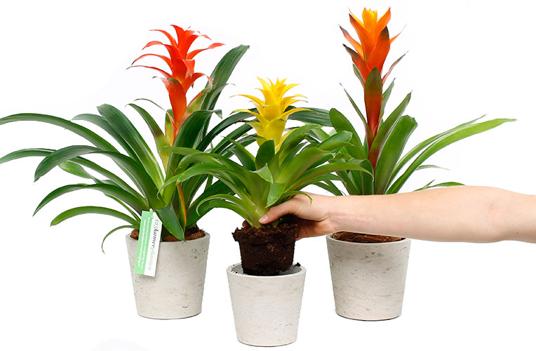 Harde ring Kust Discipline Bromelia verzorging tips & informatie - 123planten.nl