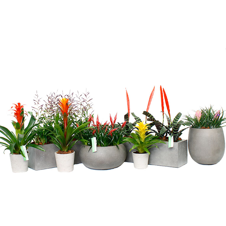 Bromelia verzorging tips Bromelia verzorging tips