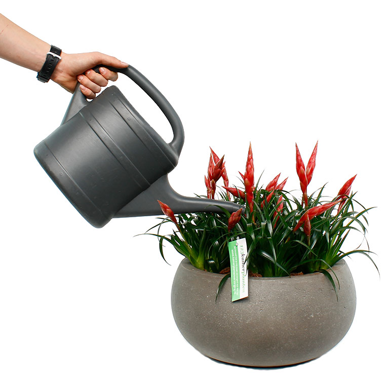 Harde ring Kust Discipline Bromelia verzorging tips & informatie - 123planten.nl