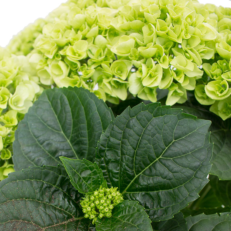 Hortensia bloemen Hortensia bloemen