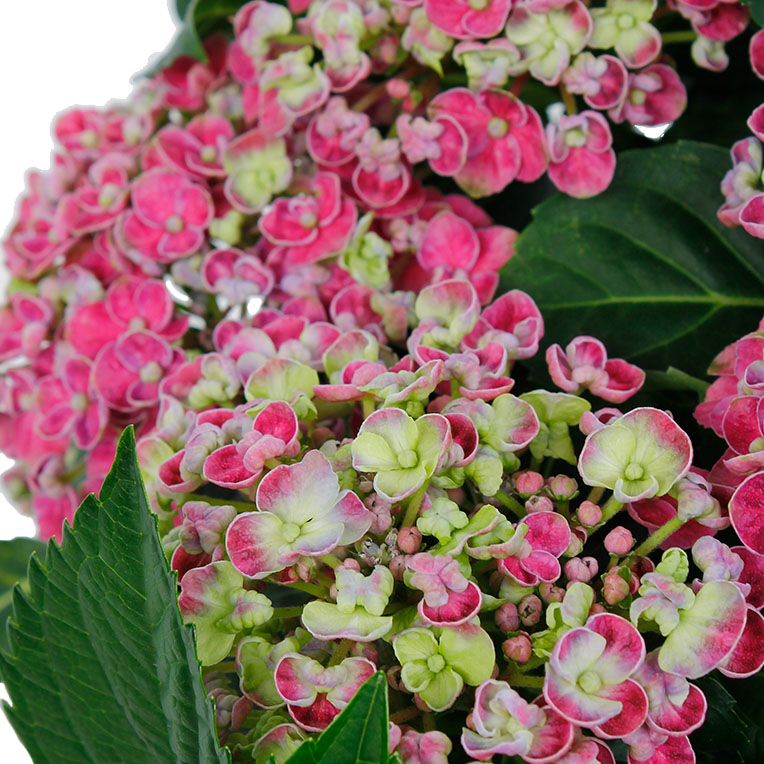 Hortensia roze bloemen Hortensia roze bloemen
