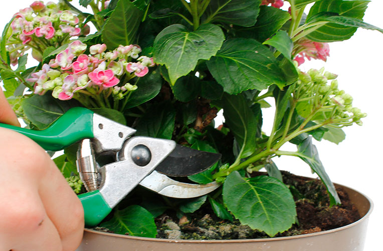 Hortensia snoeien Hortensia snoeien