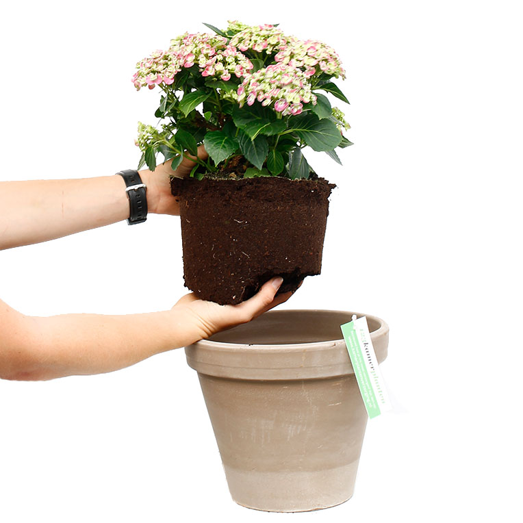 Hortensia verpotten Hortensia verpotten