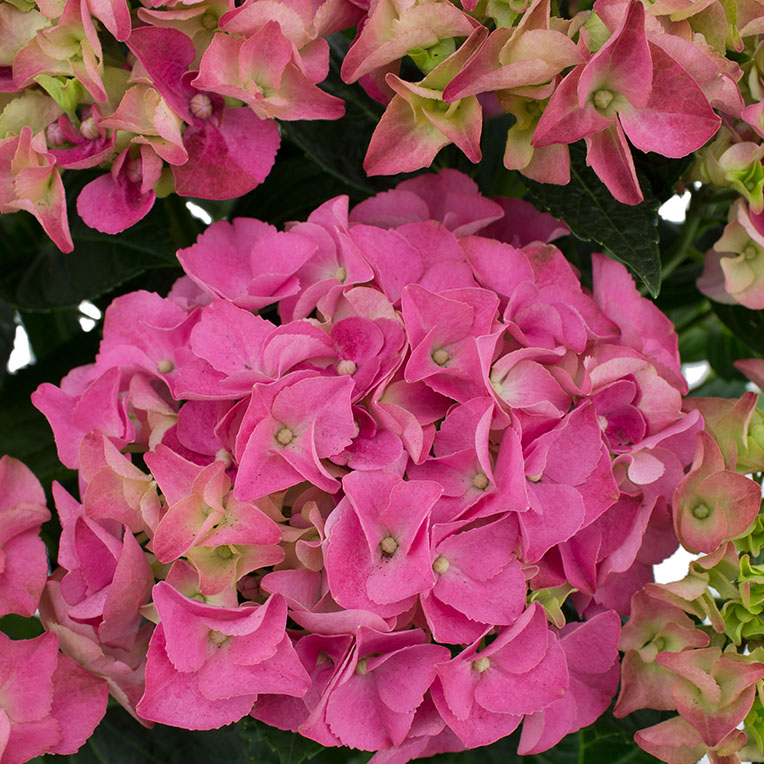 Verwonderlijk Hortensia verzorging tips & informatie - 123planten.nl KQ-64