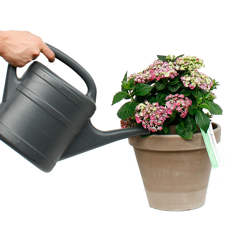 Hortensia water geven Hortensia water geven