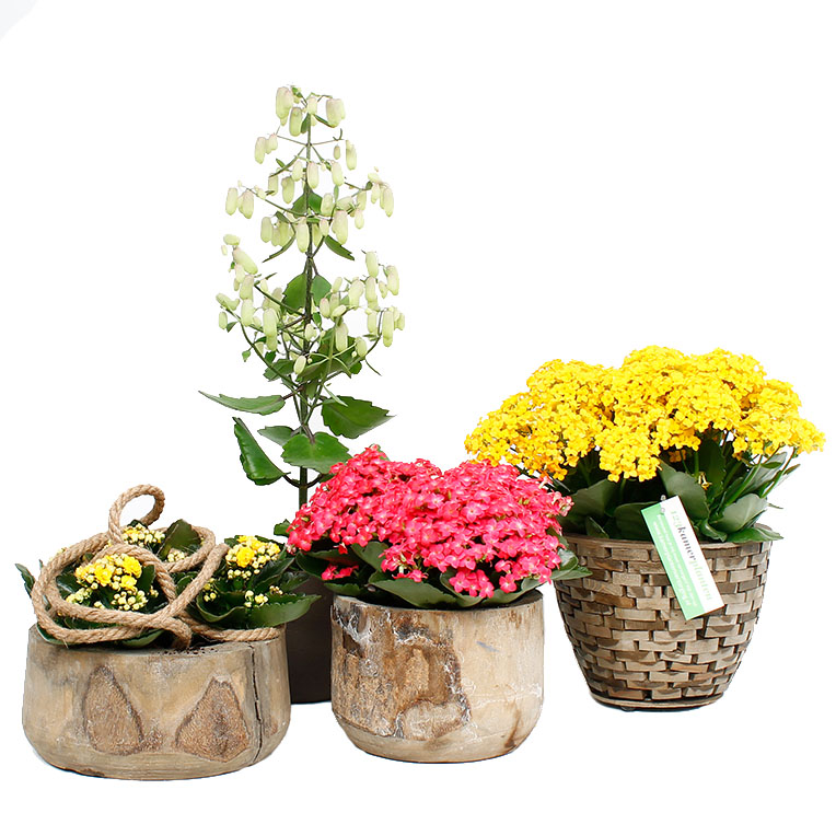 Wonderbaarlijk Kalanchoë verzorging tips & informatie - 123planten.nl TA-86