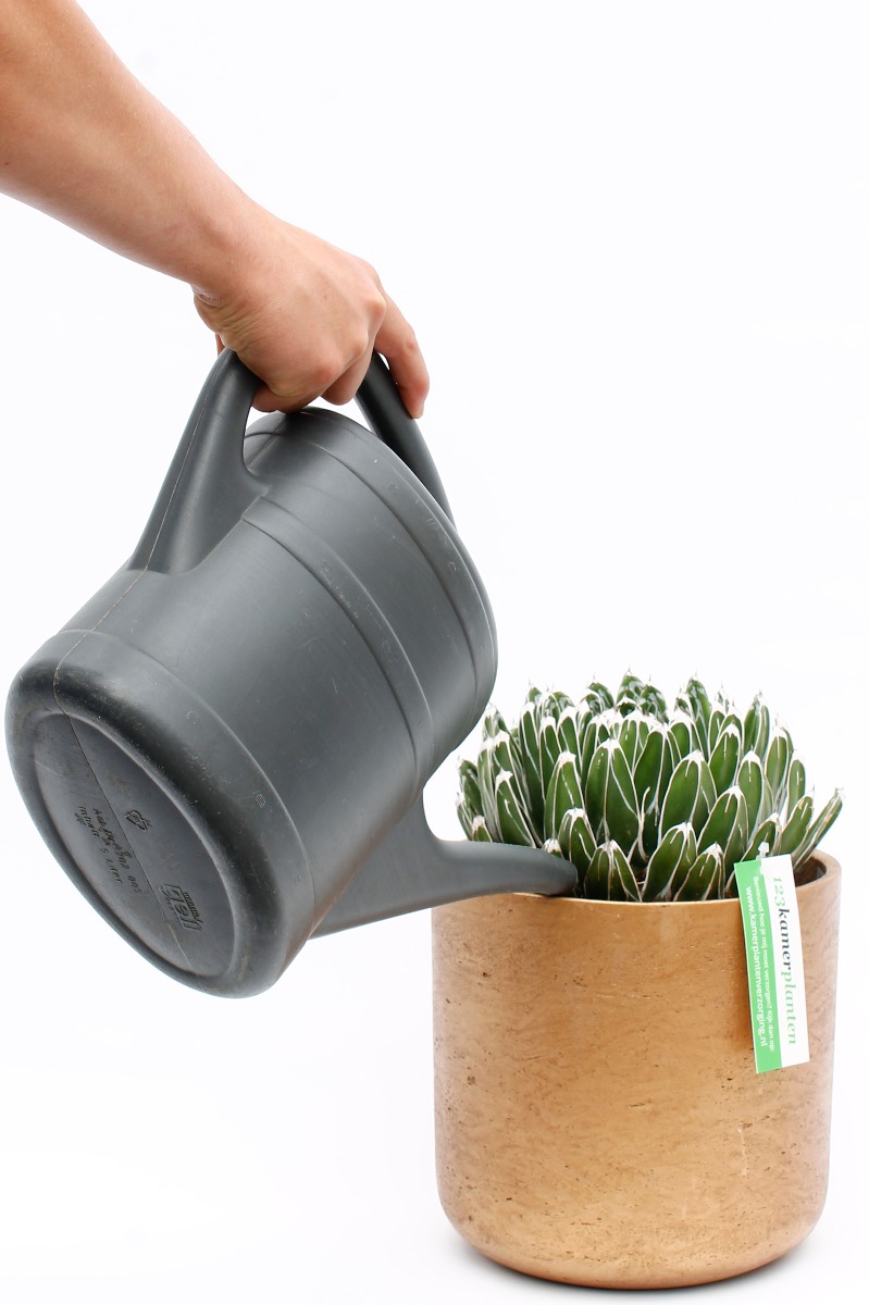 Agave water geven Agave water geven